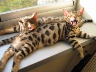 Bengalski Kot  - są sliczne  rozetowe kocięta Hod. Felicity Cat.s